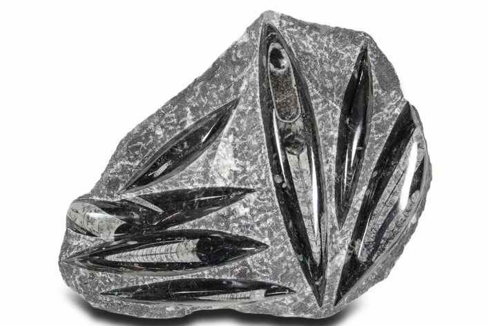 Polished Fossil Orthoceras (Cephalopod) Plate - Morocco #359565